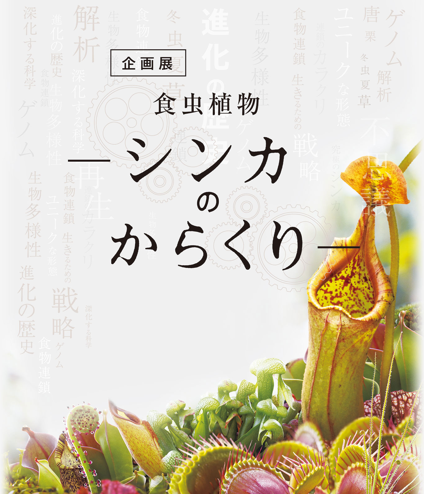 食虫植物　シンカのからくり