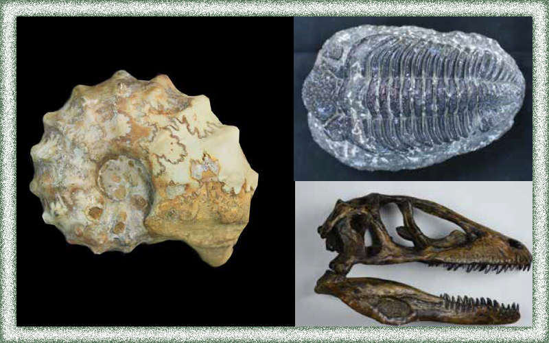 化石から分かる生物界の大異変